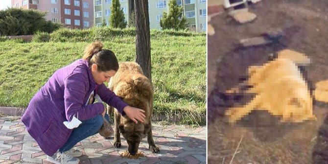 Köpeklerin zehirli etle öldürülmesine tepki