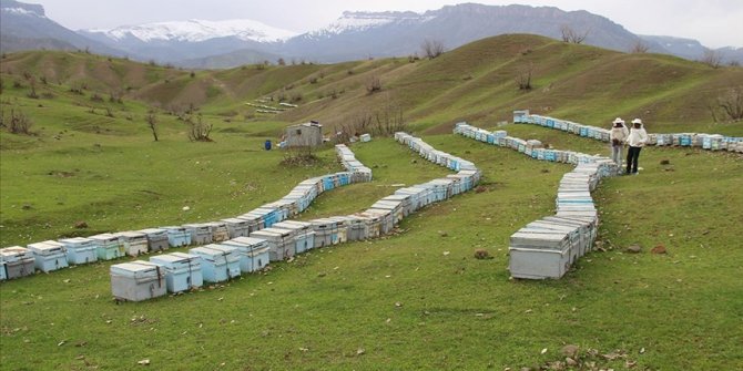 Derecik ve Şemdinli 50 bin arılı kovana ev sahipliği yapıyor