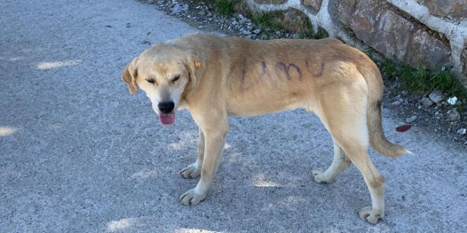 Umuttepe'deki köpeğin üzerine sprey boyayla ‘Umut’ yazdılar