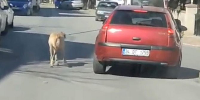 Maltepe'de otomobil sürücüsü iple bağlı köpeğini peşinden koşturdu