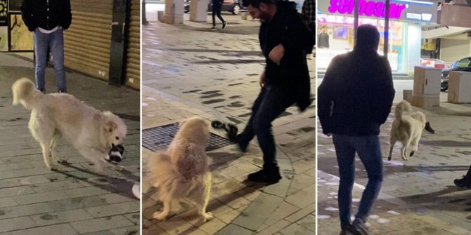 Teravih namazına gelen kişinin ayakkabısını kapıp kaçan köpek gülümsetti