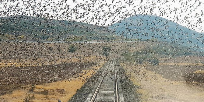 Raylar üzerindeki sığırcık sürüsünü fotoğrafladı