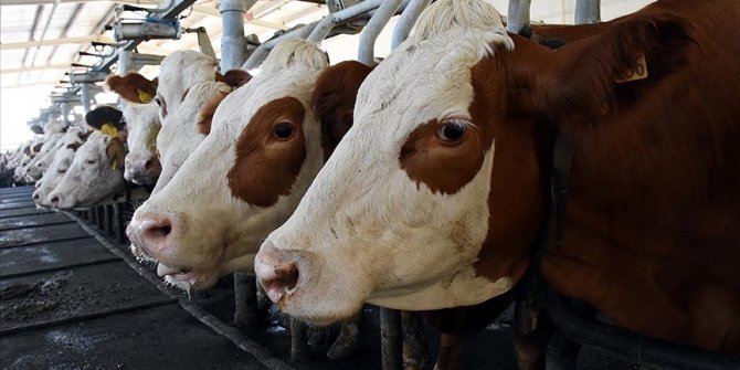 Toplanan inek sütü miktarı şubatta yıllık yüzde 1,3 artarak 789 bin 180 ton oldu