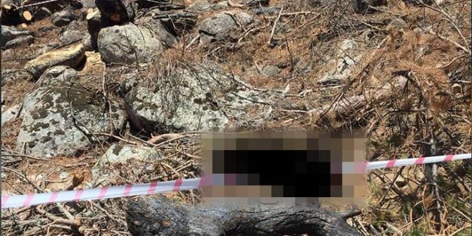 Kestiği ağacın altında kalıp hayatını kaybetti