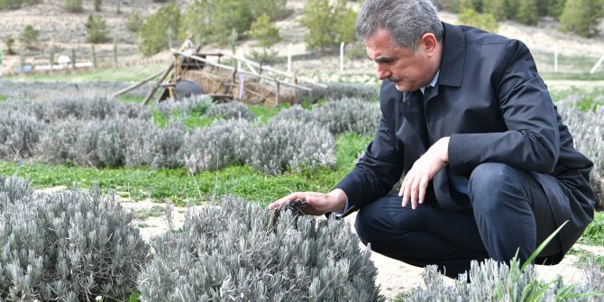 Mamak Gökçeyurt Mahallesi’ndeki lavantalar hasat için gün sayıyor