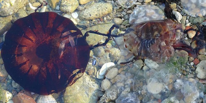 Çanakkale Boğazı'nda zehirli denizanaları görüldü, uzmanı uyardı