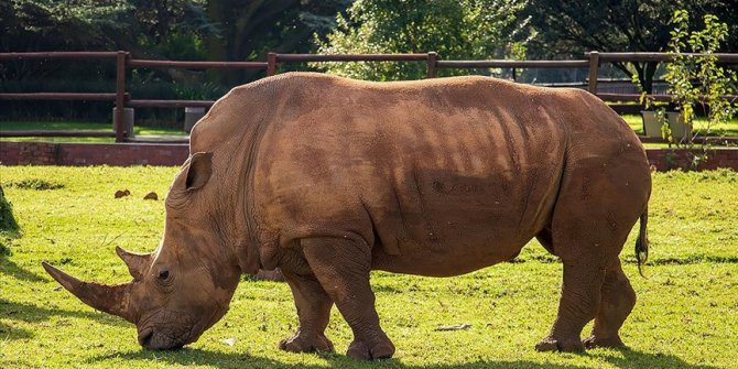 Nesli tükenmekte olan Afrika gergedanları "statü" sembolü boynuzları için katlediliyor