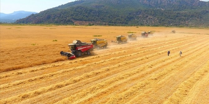 Muş'ta 3 milyar liralık dev hasat: 17 bin çiftçi aynı anda tarlalara girdi