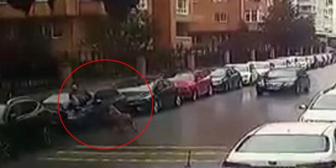 Pitbull ve sokak köpeği saldırınca otomobilin üstüne çıktı