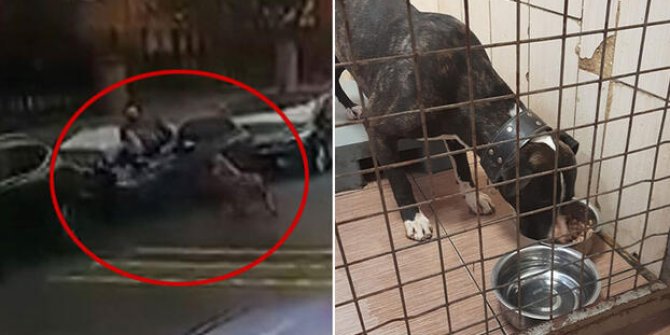 Maltepe'deki pitbull saldırısı; köpeğin sahipsiz olmadığı ortaya çıktı