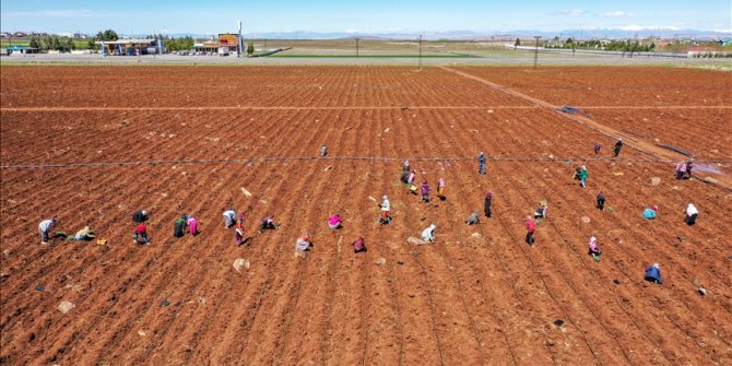 Milyonlarca kurutmalık domates fidesi toprakla buluşuyor