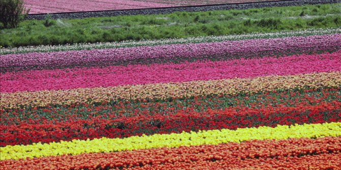 Hollanda'da baharla açan rengarenk laleler tarlaları süslüyor