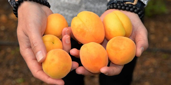 Mersin'de ilk hasadı yapılan kayısı 100 TL'den alıcı buldu