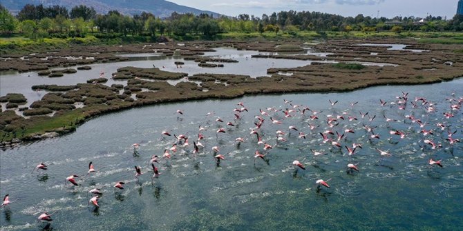 Yolcu uçağı flamingo sürüsüne çarptı