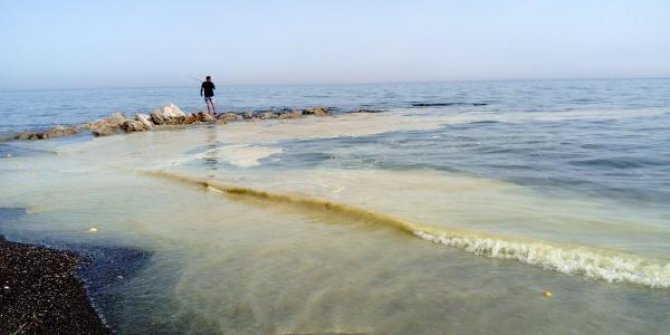 Mersin'de arı ölümleri; denizde sarı polen tabakası oluştu