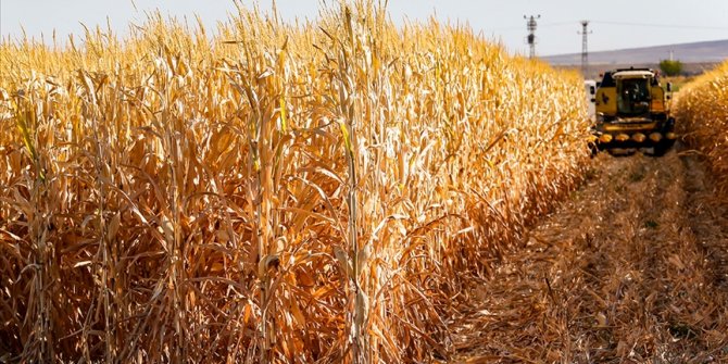 Bazı genetiği değiştirilmiş soya ve mısır çeşitlerinin hayvan yemlerinde kullanımı onaylandı