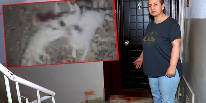 4 yavru kedi, boğazları ve karınları kesilmiş olarak bulundu