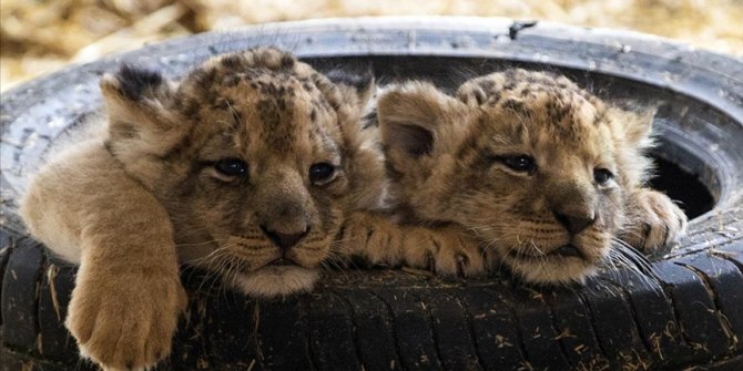 Ankara'daki yırtıcı hayvan parkında 3 aslan yavrusu dünyaya geldi