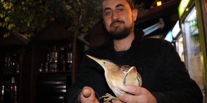 Tokat'ta, yaralı bulunan balaban kuşuna tedavi