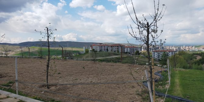 Pursaklar Belediyesi, çocukların meyveyi dalından yemesi için kolları sıvadı