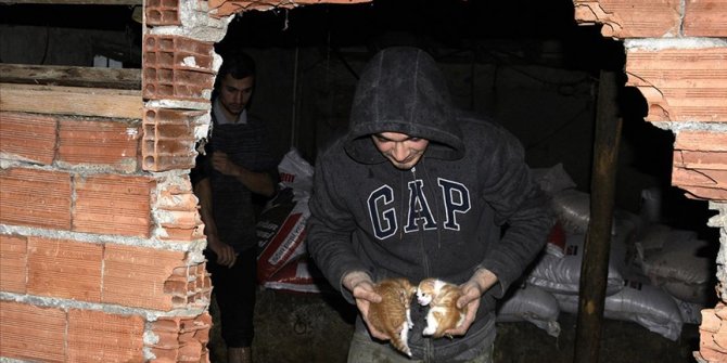 Sinop'ta su basan ahırdaki hayvanlar duvar kırılarak kurtarıldı