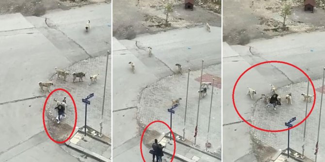 Köpeklerin saldırdığı liseliyi güvenlik görevlisi kurtardı