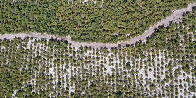 Soma'daki eski maden sahaları ağaçlandırılıyor