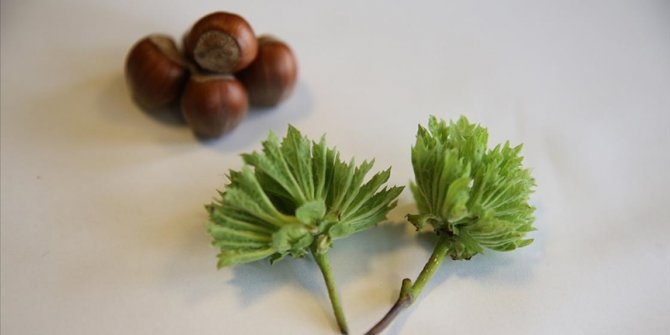 Yeni fındık çeşidi 'Çetiner' tescillendi