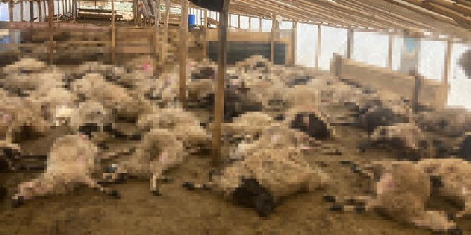 Ağıla giren kurtlar, 200 koyunu öldürdü