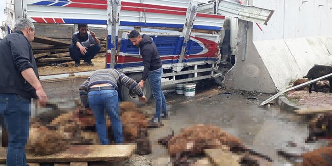 Koyun yüklü kamyonetin otomobile, ardından bariyerlere çarptığı kazada, 18 koyun öldü