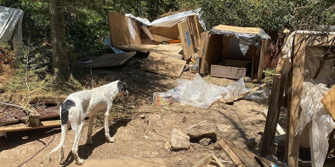 Köpek barınakları yıkıldı, hayvanseverler tepki gösterdi
