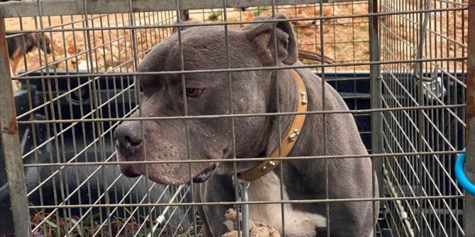Savcılık dört kişiyi yaralayan pitbull cinsi köpeği silah saydı