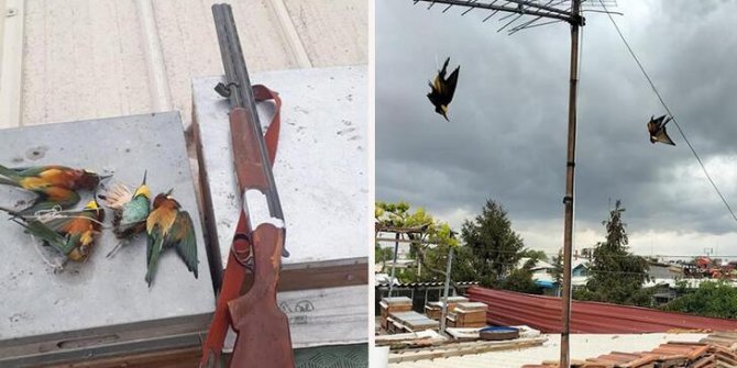 Koruma altındaki arı kuşlarını vurdu, 8 bin lira ceza uygulandı
