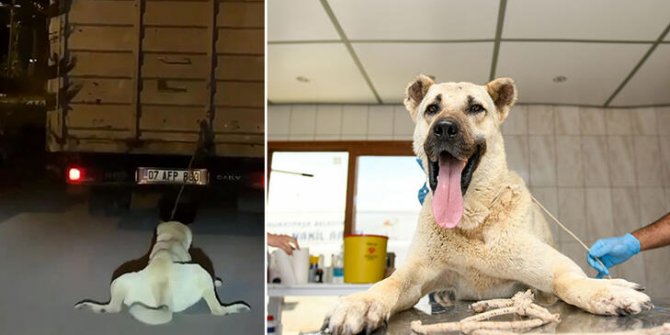 Kamyonet arkasında sürüklenen köpek tedaviye alındı