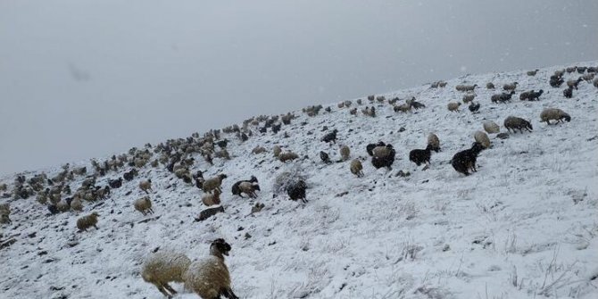 Kar yağışı ve tipide 500 küçükbaşıyla mahsur kaldı