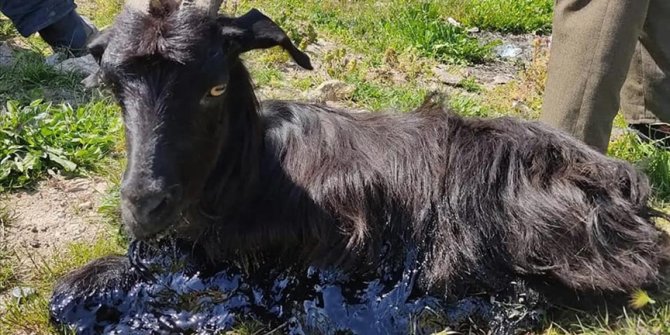 Bursa'da zifte yapışan keçiyi itfaiye ekibi kurtardı