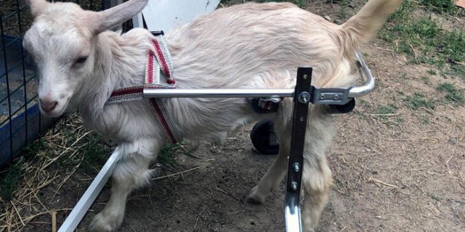 'Hayat tamircisi' bu kez oğlak 'Yıldız'ı yürüttü