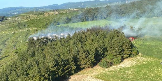 Soma'daki orman yangınında 1 hektar alan tahrip oldu