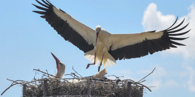 Büyükşehir Belediyesi tarafında yapılan yuvalara kuşlar sahiplendi