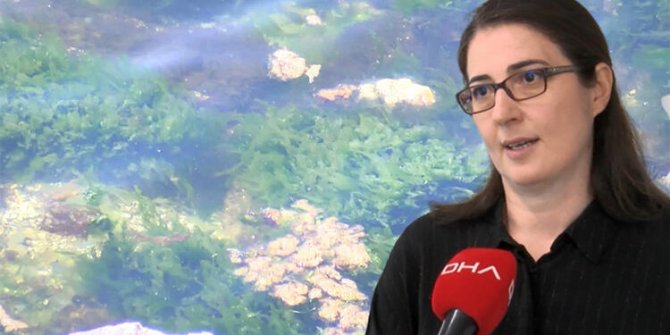 Denizanaları ve müsilajla ilgili dikkat çeken uyarı