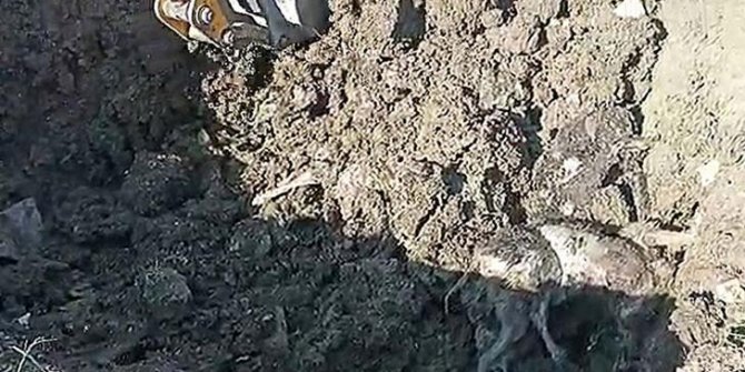 Düzce'de kazılan yerlerden 15 köpek ölüsü çıktı, soruşturma başlatıldı