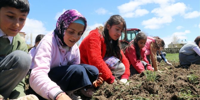 Öğrencilere tarımı öğretmek için Ağrı'da okul arazileri bostana dönüştürülüyor