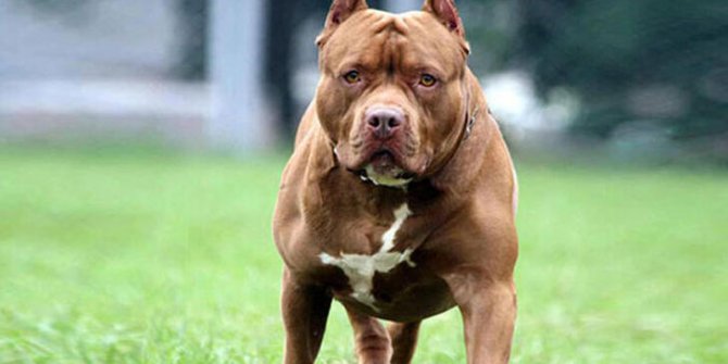 Pitbull silah sayıldı,  2 yıl 6 ay hapis cezası verildi