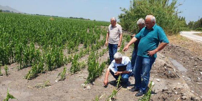 Kadirli'de dolu ekili alanları vurdu; 25 koyun öldü