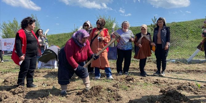 Karabük'te aronya ve limon otu fideleri toprakla buluştu