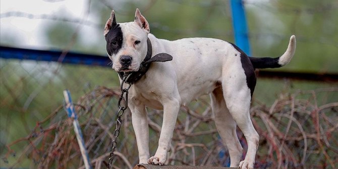 Danıştaydan 'Dogo Argentino' kararı