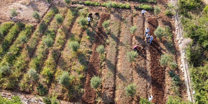 Mersin'de Toros Dağları'nın eteklerinde salep orkidesi hasadı başladı