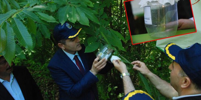 Gal arısına karşı 'terminatör' böcekler ormanlara salındı