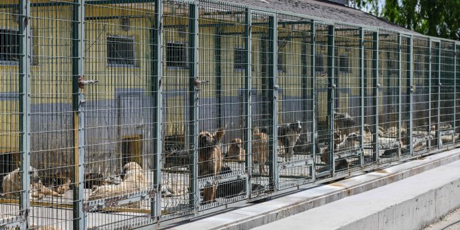 Türkiye’nin en kapsamlı kısırlaştırma seferberliği Başkent’te başladı