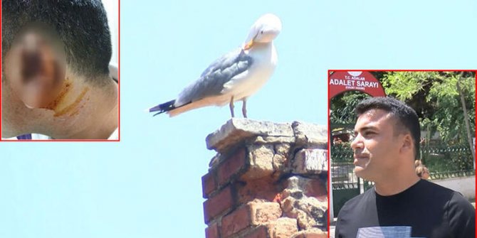 Kavgada ısırılarak koparılan kulağını martı kaptı